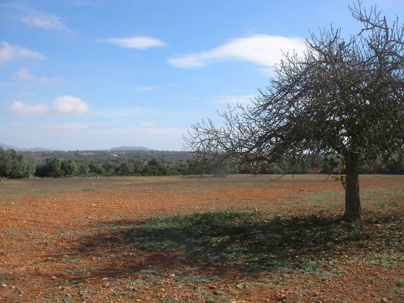 Country houses for Sale in CAMPOS, MAJORCA, Spain