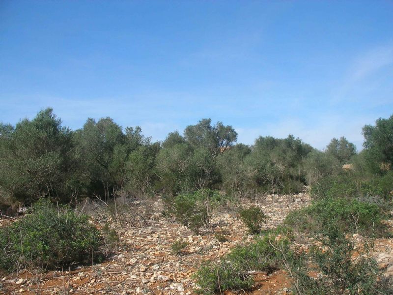 Country houses for Sale in CAMPOS, MAJORCA, Spain