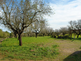 Country houses for Sale in ARTA, MAJORCA, Spain