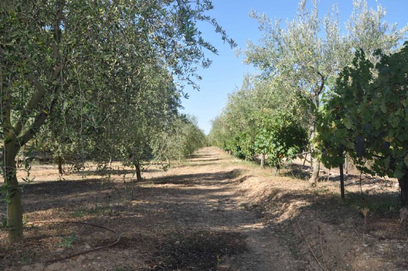 Country houses for Sale in ALCUDIA, MAJORCA, Spain