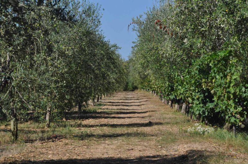 Country houses for Sale in ALCUDIA, MAJORCA, Spain