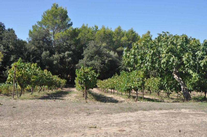 Country houses for Sale in ALCUDIA, MAJORCA, Spain