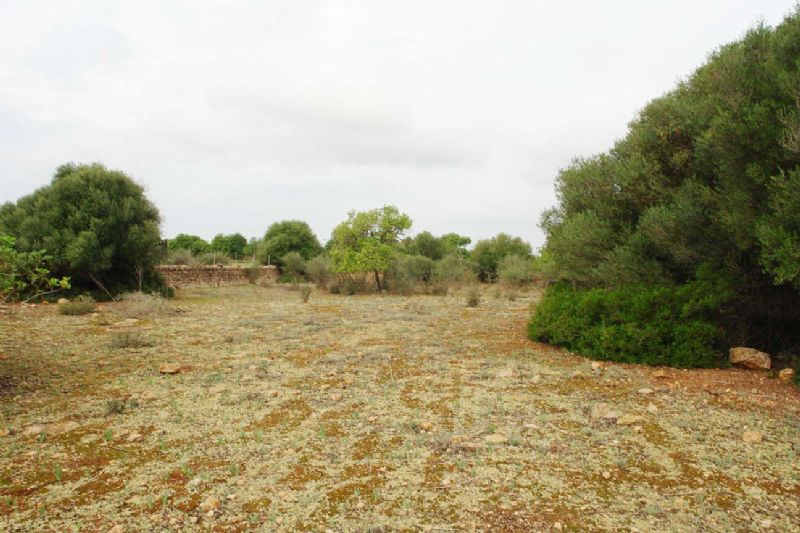 Country houses for Sale in LLUCMAJOR, MAJORCA, Spain