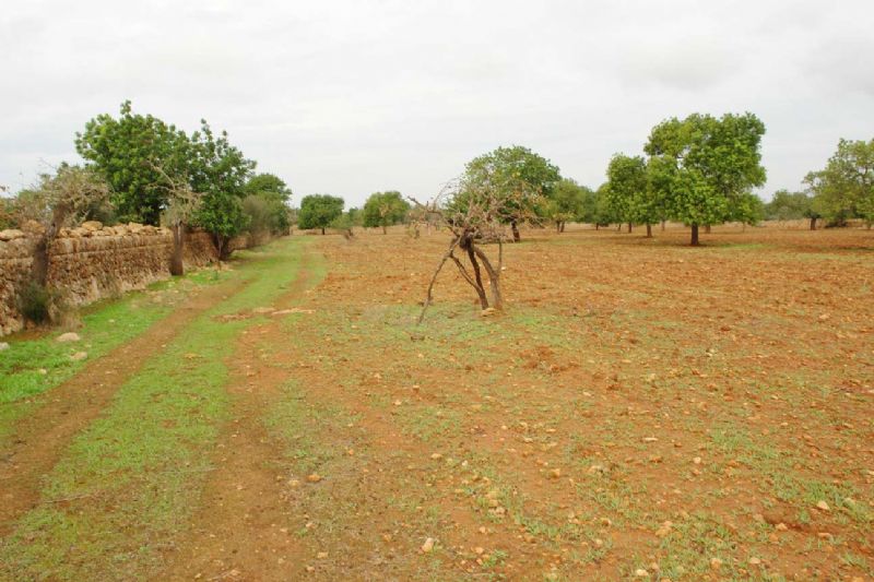 Country houses for Sale in LLUCMAJOR, MAJORCA, Spain