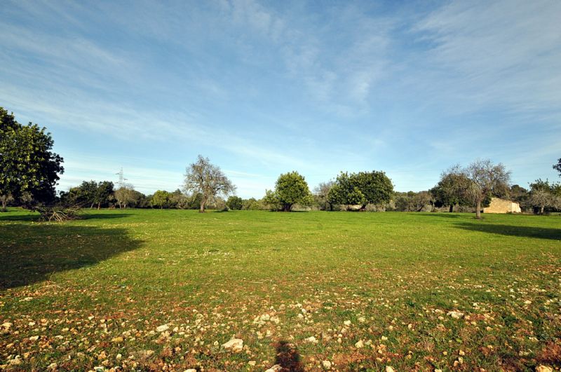 More on our Country houses for Sale in PETRA, MAJORCA, Balearics, Spain