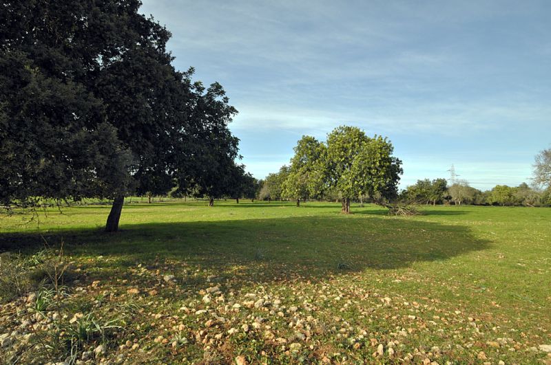 Country houses for Sale in PETRA, MAJORCA, Spain