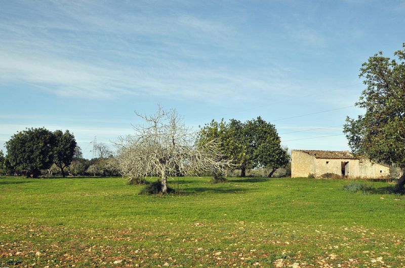 Country houses for Sale in PETRA, MAJORCA, Spain