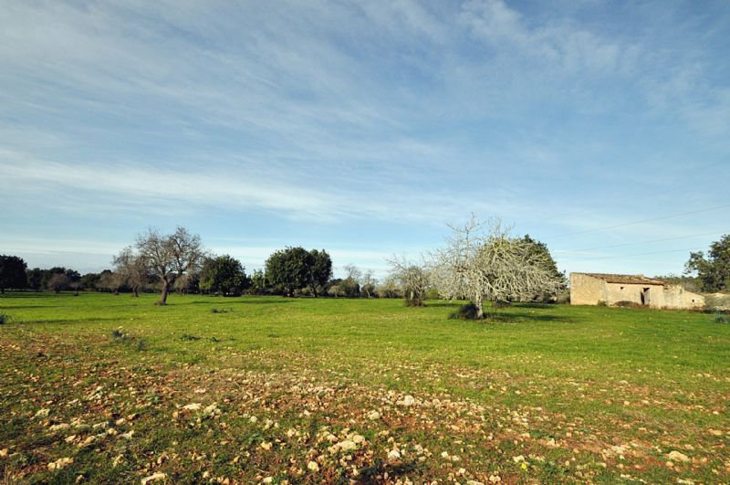 Country houses for Sale in PETRA, MAJORCA, Spain