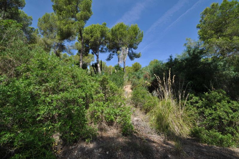 Plots for Sale in Cala Fornell, PAGUERA, MAJORCA, Spain