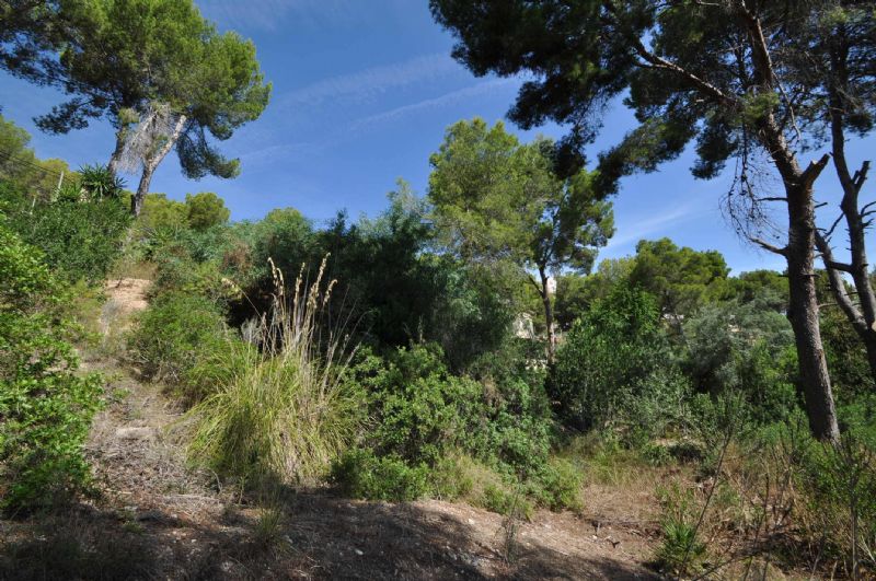 Plots for Sale in Cala Fornell, PAGUERA, MAJORCA, Spain