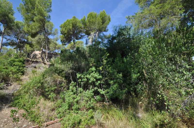 Plots for Sale in Cala Fornell, PAGUERA, MAJORCA, Spain