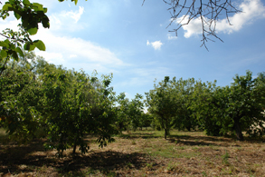 More on our Plots for Sale in ALARO, MAJORCA, Balearics, Spain