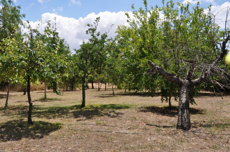 Plots for Sale in ALARO, MAJORCA, Spain