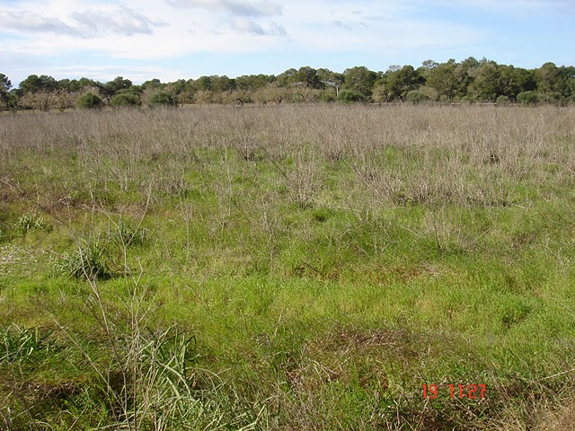 Country houses for Sale in LLUCMAJOR, MAJORCA, Spain