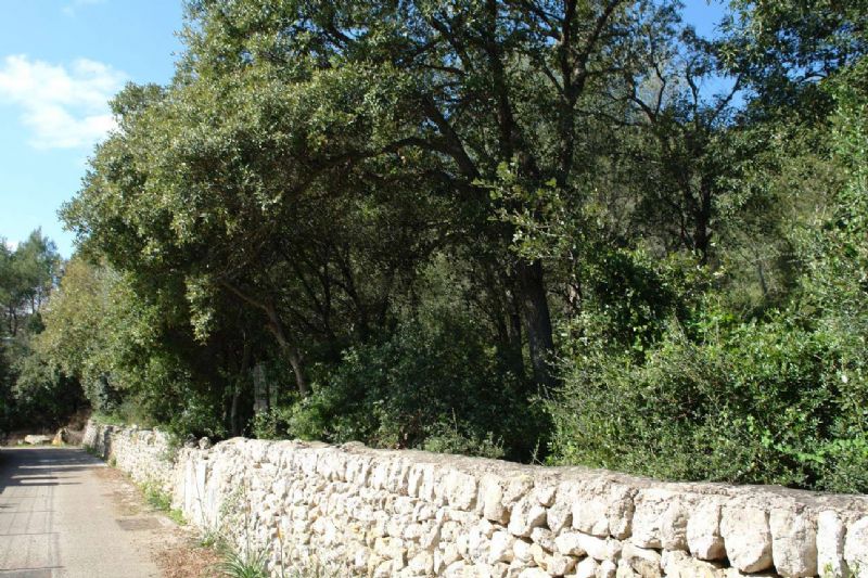 Plots for Sale in Crestatx - Son Toni, SA POBLA, MAJORCA, Spain