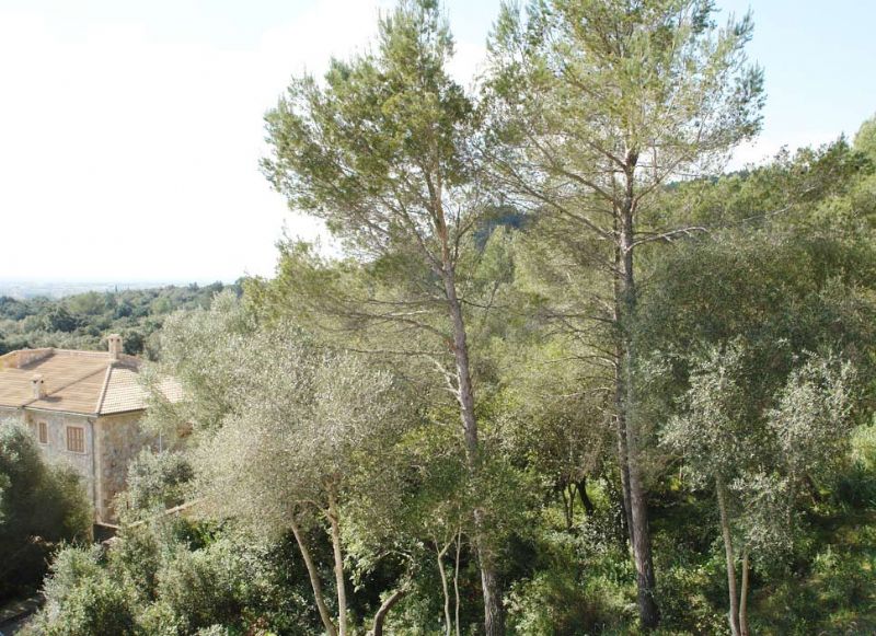 More on our Plots for Sale in Crestatx - Son Toni, SA POBLA, MAJORCA, Balearics, Spain