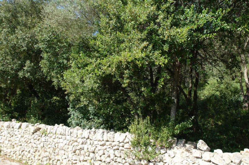 Plots for Sale in Crestatx - Son Toni, SA POBLA, MAJORCA, Spain