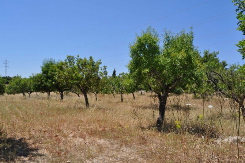 Country houses for Sale in ARTA, MAJORCA, Spain