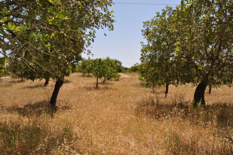 Country houses for Sale in ARTA, MAJORCA, Spain