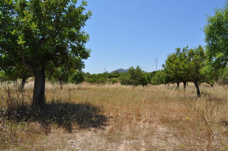 Country houses for Sale in ARTA, MAJORCA, Spain
