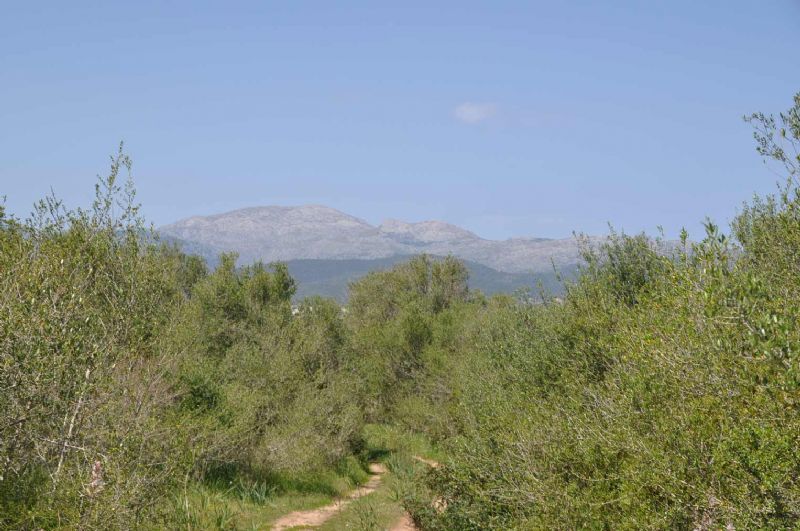 Country houses for Sale in MURO, MAJORCA, Spain