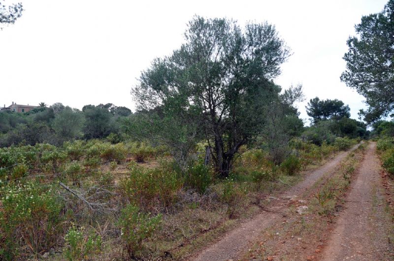 Country houses for Sale in Cala Romantica, MANACOR, MAJORCA, Spain