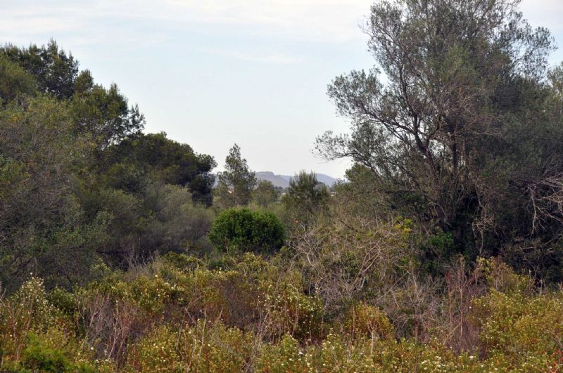 Country houses for Sale in Cala Romantica, MANACOR, MAJORCA, Spain