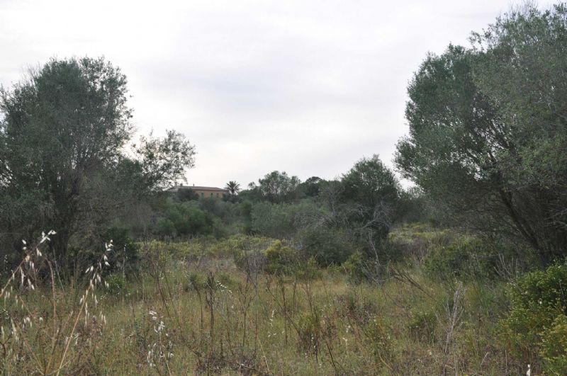 Country houses for Sale in Cala Romantica, MANACOR, MAJORCA, Spain