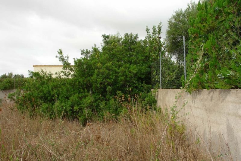 Plots for Sale in Crestatx - Son Toni, SA POBLA, MAJORCA, Spain