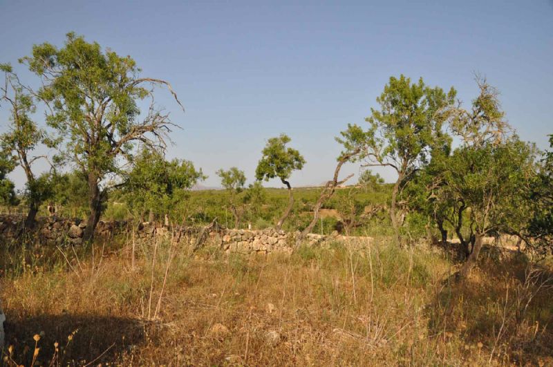 Country houses for Sale in SANTA MARGALIDA, MAJORCA, Spain