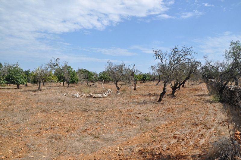 Country houses for Sale in SANTA MARGALIDA, MAJORCA, Spain