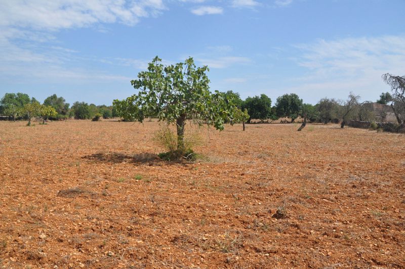 Country houses for Sale in SANTA MARGALIDA, MAJORCA, Spain