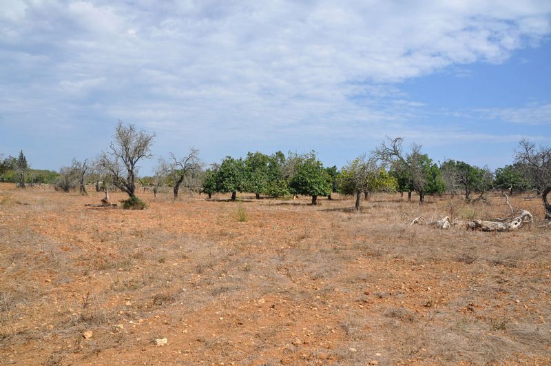 Country houses for Sale in SANTA MARGALIDA, MAJORCA, Spain