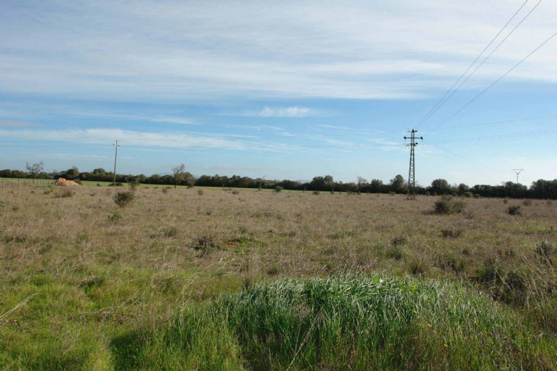 Country houses for Sale in CAMPOS, MAJORCA, Spain