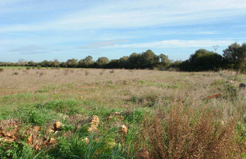 Country houses for Sale in CAMPOS, MAJORCA, Spain