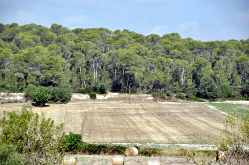 More on our Country houses for Sale in SANT JOAN, MAJORCA, Balearics, Spain