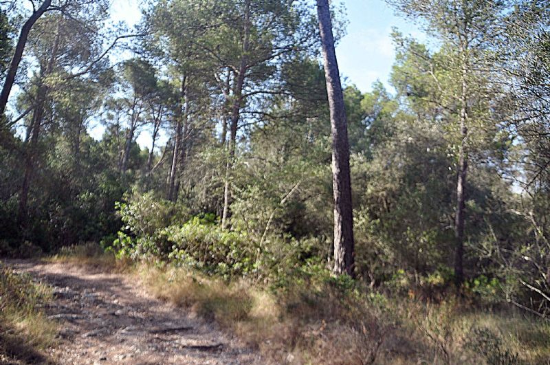 Country houses for Sale in SANT JOAN, MAJORCA, Spain