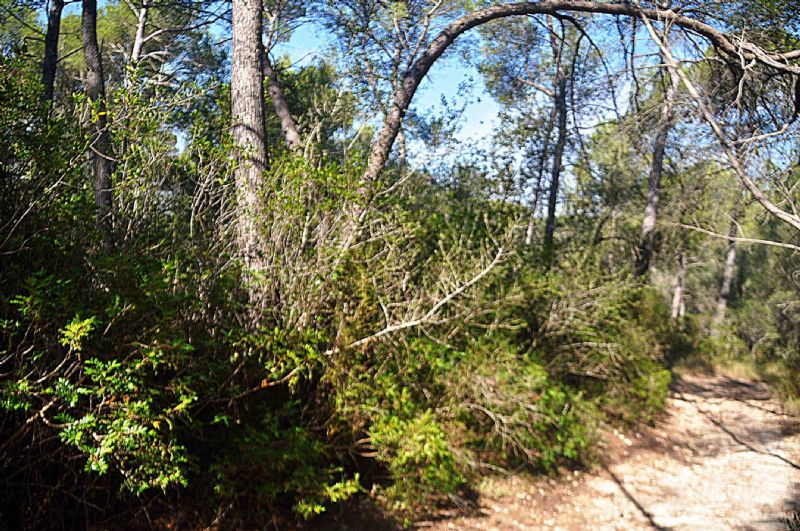 Country houses for Sale in SANT JOAN, MAJORCA, Spain