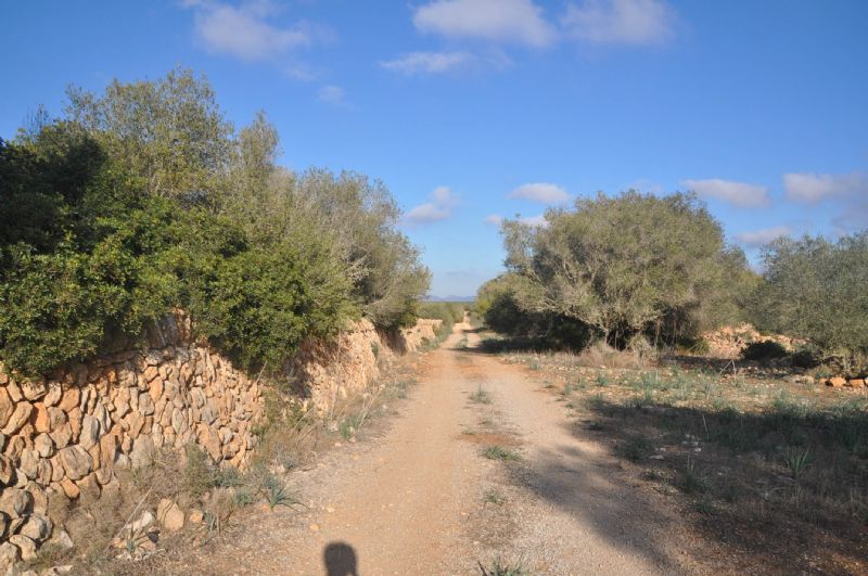 Country houses for Sale in LLUCMAJOR, MAJORCA, Spain