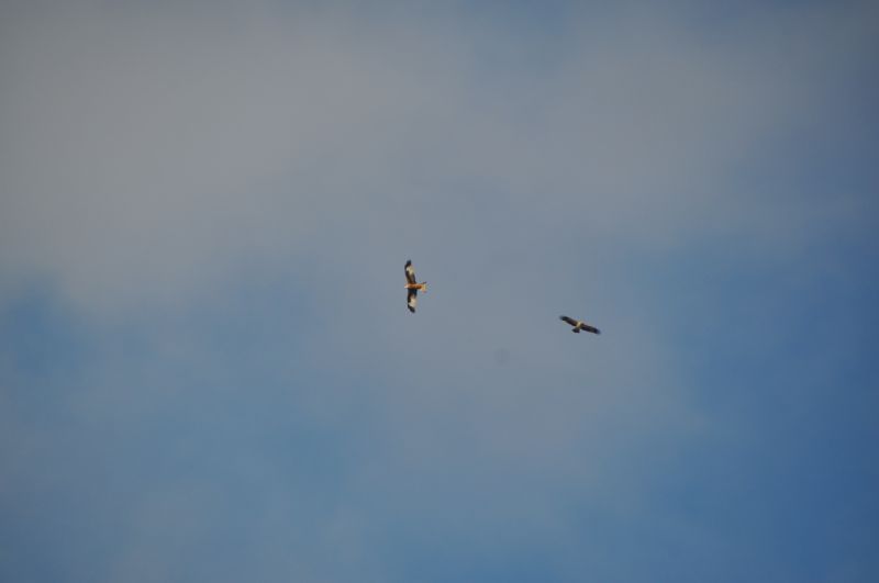 Country houses for Sale in LLUCMAJOR, MAJORCA, Spain