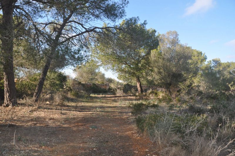 Country houses for Sale in LLUCMAJOR, MAJORCA, Spain