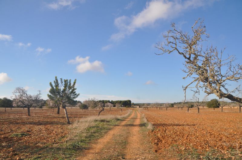 Country houses for Sale in LLUCMAJOR, MAJORCA, Spain