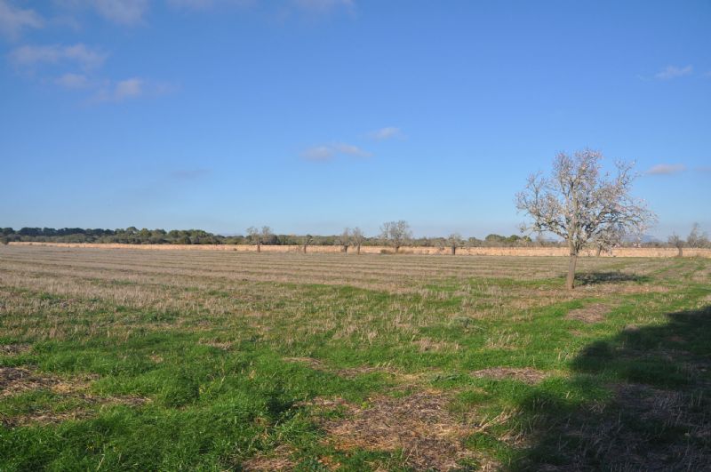 Country houses for Sale in LLUCMAJOR, MAJORCA, Spain