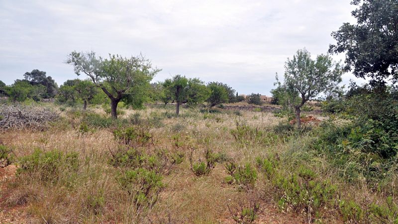 Country houses for Sale in Cala Mondrag�, SANTANYI, MAJORCA, Spain