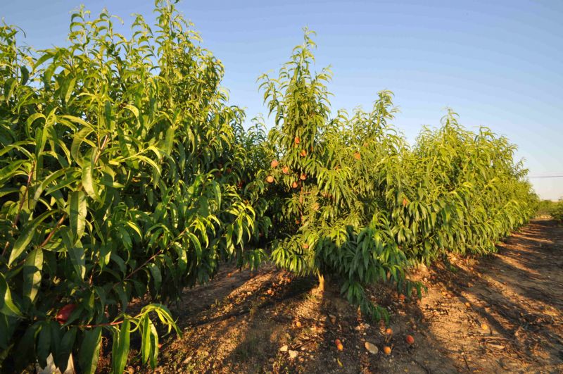 Country houses for Sale in Crestatx - Son Toni, SA POBLA, MAJORCA, Spain