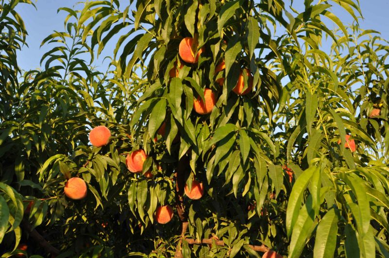 Country houses for Sale in Crestatx - Son Toni, SA POBLA, MAJORCA, Spain