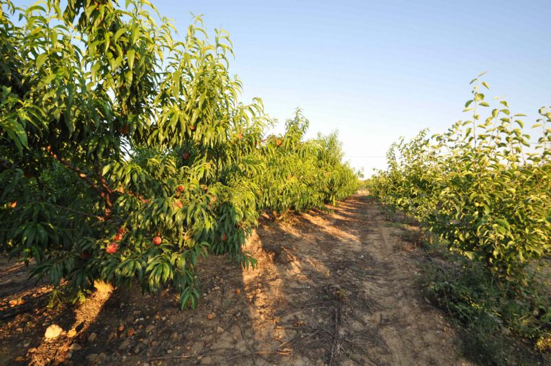 Country houses for Sale in Crestatx - Son Toni, SA POBLA, MAJORCA, Spain