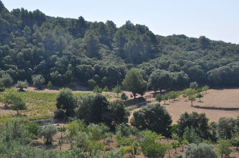 Country houses for Sale in MANCOR DE LA VALL, MAJORCA, Spain