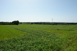 Country houses for Rent in MURO, MAJORCA, Spain