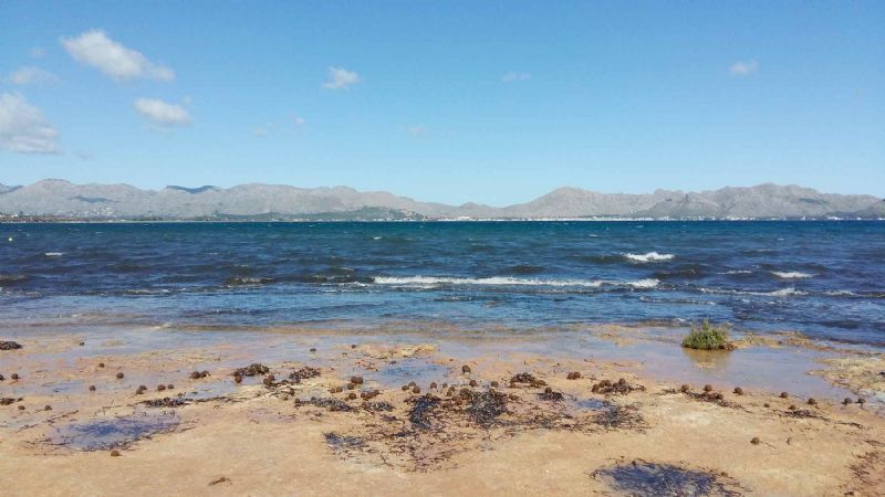 Villas for Rent in ALCUDIA, MAJORCA, Spain